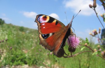 Wiese mit Tagpfauenauge | © C. Geidel