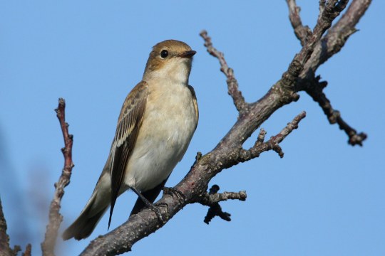 Trauerschnäpper auf Ast | © Zdenek Tunka