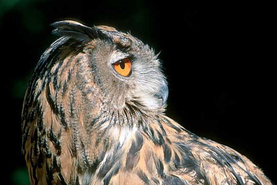 Uhu im Portrait | © Manfred Delpho