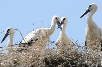 Vier junge Weißstörche im Nest | © H. und H. Zinnecker