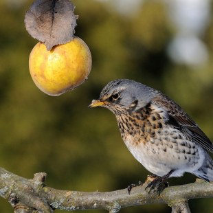 Wacholderdrossel auf einem Ast, daneben hängt ein gelber Apfel | © Alois Keck