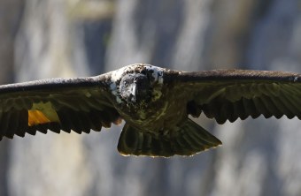 Wally Nahaufnahme | © Markus Leitner