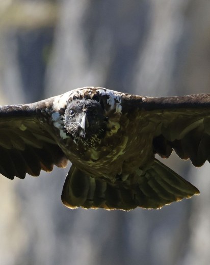 Wally Nahaufnahme | © Markus Leitner