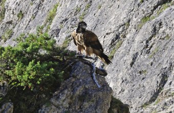 Wally sitzt auf Kiefernast | © Markus Leitner