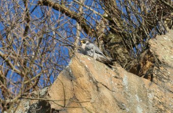 Wanderfalke auf einem Felsen | © Zdenek Tunka