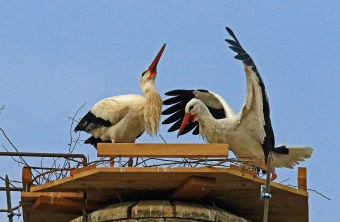 Neues Weißstorchpaar in Rossach | © H.-P. Schönecker