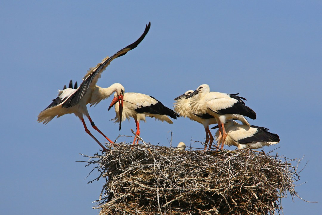 Weißstorch-Eltern mit vier fast flüggen Jungstörchen im Horst | © Hans Schönecker