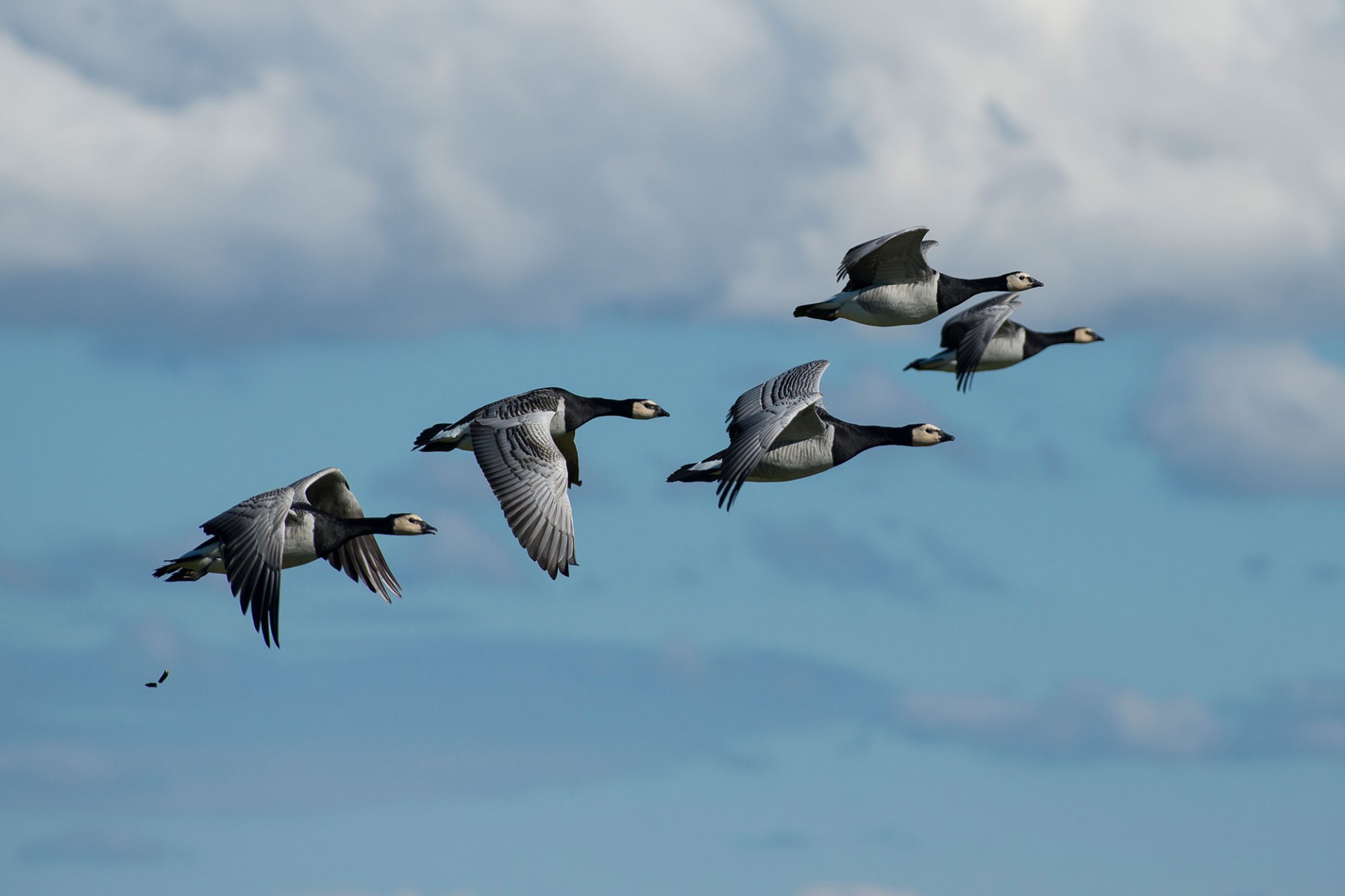Sechs Weißwangengänse im Flug am blauen Himmel | © Wolfgang Lorenz