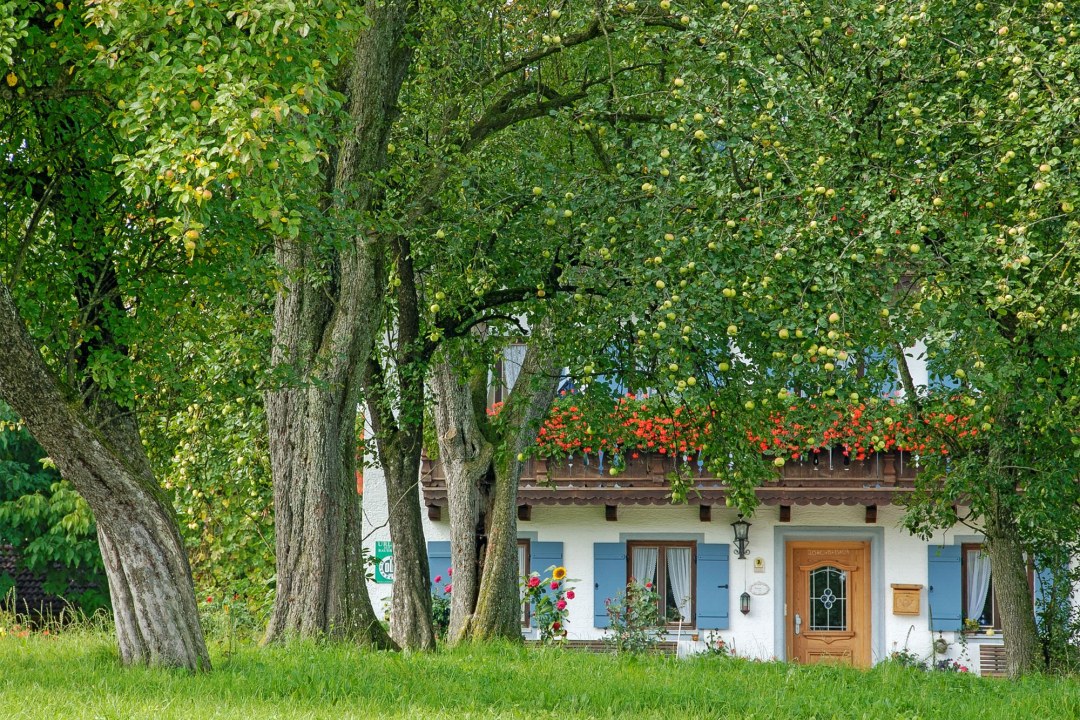 Ein malerisches Haus steht zwischen grünen alten Apfelbäumen | © Rudolf Wittmann