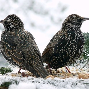 Zwei Stare sitzen in einer eingeschneiten Futterstelle | © Norbert Steffan