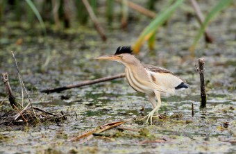 Zwergdommel in Moor | © Zdenek Tunka