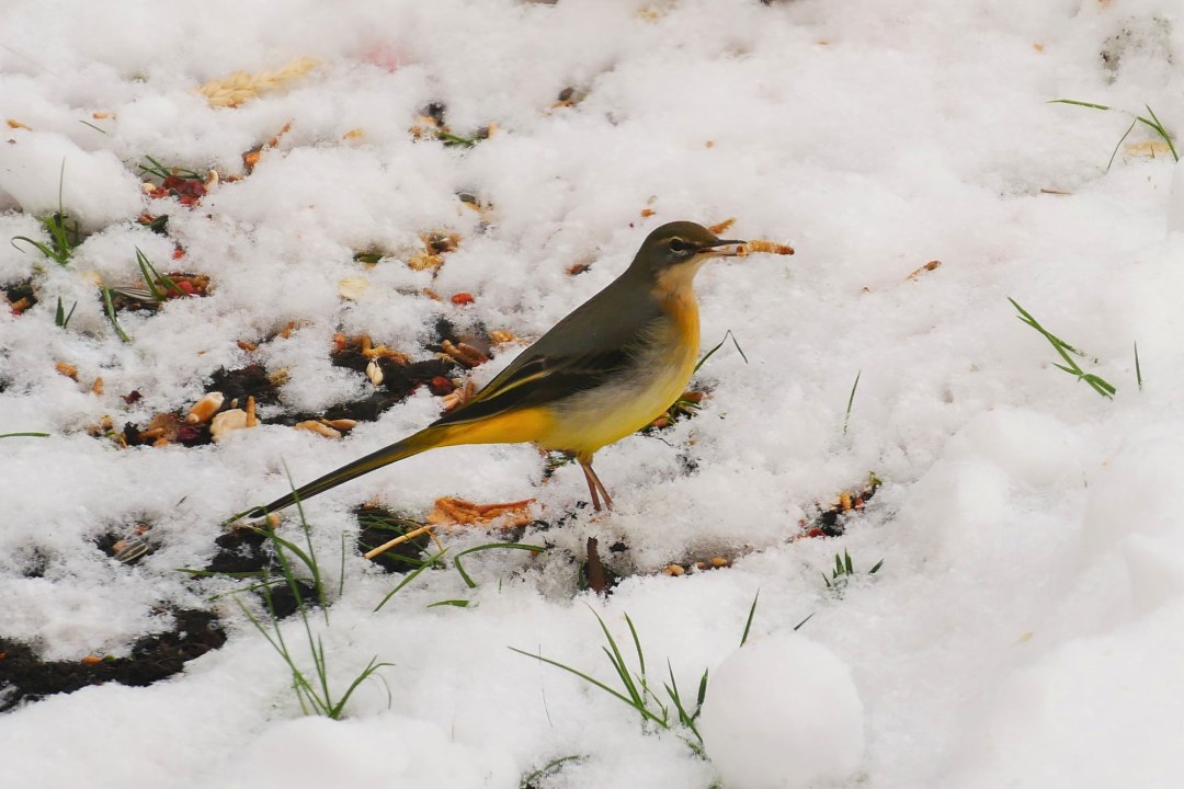 Gebirgsstelze | © Brigitte Gadanecz