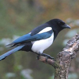 Seitliche Aufnahme einer Elster, die auf einem Baum sitzt | © Reinhold Peisker