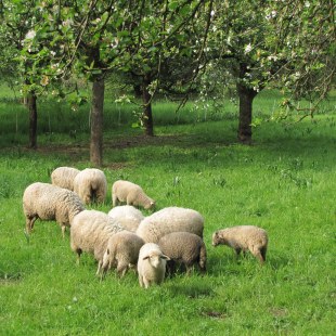 Schafe auf Streuobstwiese | © Thomas Staab
