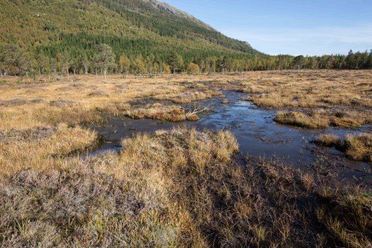 Hochmoor vor einem Nadelwald und einem Bergrücken | © Andreas Hartl