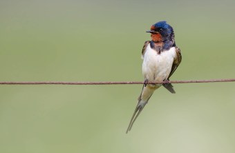 Rauchschwalbe sitzt auf einer Leitung | © Gunther Zieger