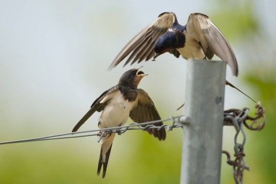 Eine Schwalbe sitzt auf einem Pfosten und füttert eine andere Schwalbe | © Rosl Roessner