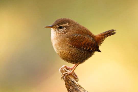 Ein Zaunkönig auf einem abgestorbenen Ast | © Rosl Roessner
