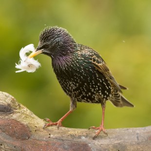 Ein Star mit einer Feder im Schnabel auf einem totem Baumstamm vor frühlingsgrünem Hintergrund | © Rosl Rössner