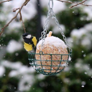 Kohlmeise | © Ingo Rittscher