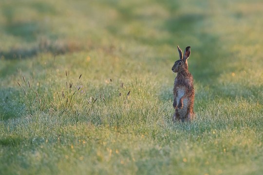 Feldhase steht auf seinen Hinterläufen auf einer Wiese und sieht sich um | © Erich Obster