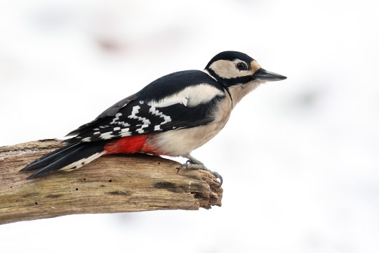 Ein Buntspecht sitzt auf einem abestorbenen Ast | © Frank Derer