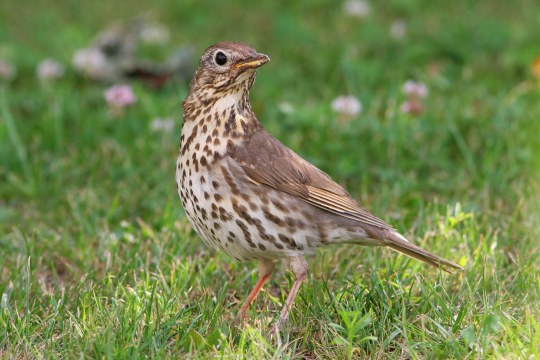 Eine Singdrossel im Gras | © Zdenek Tunka