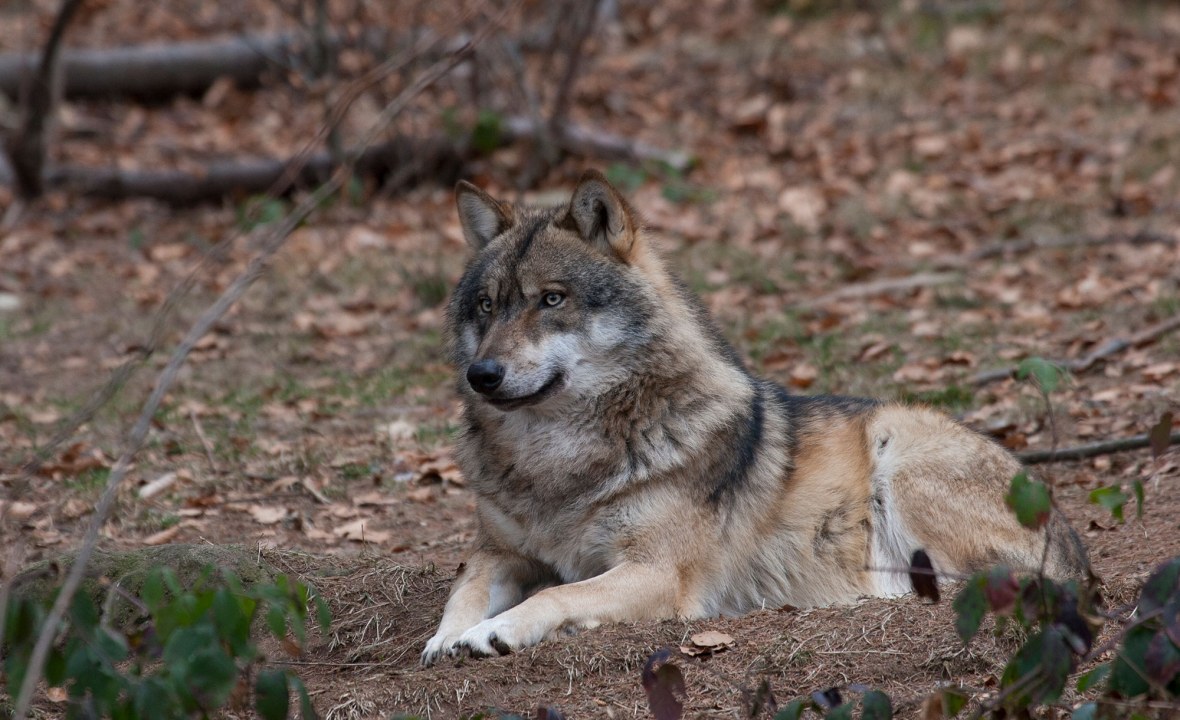 Wolf | © Marcus Bosch