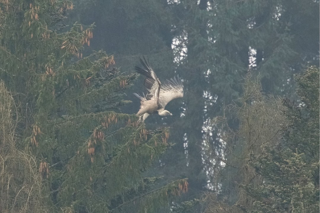 Gänsegeier hebt zum Flug ab | © Stefan Böhm