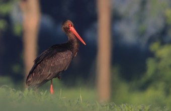 Schwarzstorch | © Stefan Masur