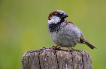 Haussperling Männchen | © Frank Derer