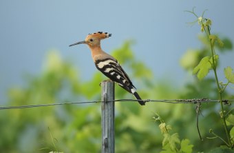 Sitzender Wiedehopf | © Dieter Hopf