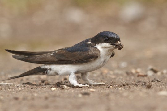 Mehlschwalbe mit Nistmaterial | © Roessner Rosl
