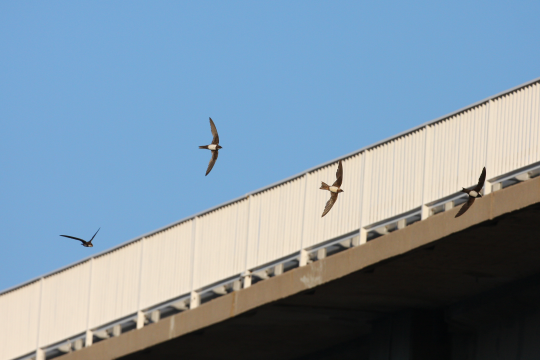 Alpensegler am Gebäude | © Zdenek Tunka