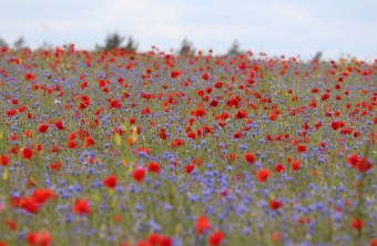 Würzburg | © Arnold Hauck (Würzburg)