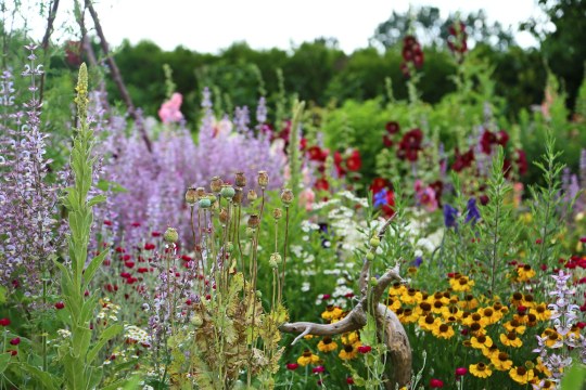 Artenreicher Garten | © Peter Bria