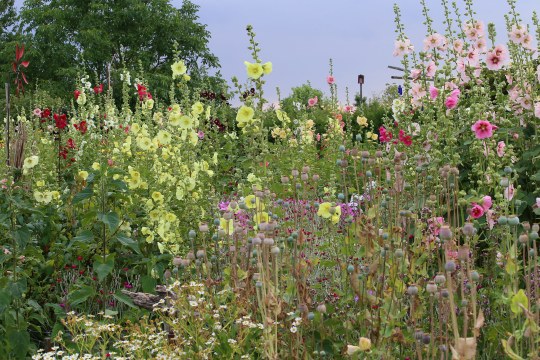 Artenreicher Garten mit vielen bunten und hohen Blumen und Pflanzen | © Peter Bria