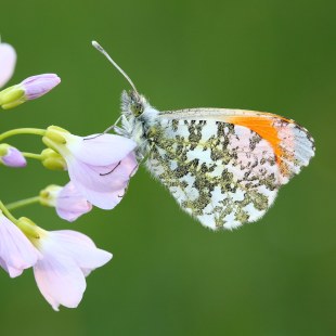 Aurorafalter auf Wiesenschaumkraut | © Frank Derer