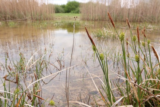 Ausgleichsfläche Karlsfeld Positivbeispiel | © LBV