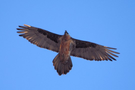 Bartgeier von unten fotografiert | © Henning Werth