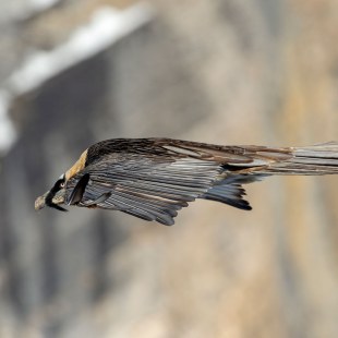 Bartgeier im Flug, Seitenansicht | © Hansruedi Weyrich