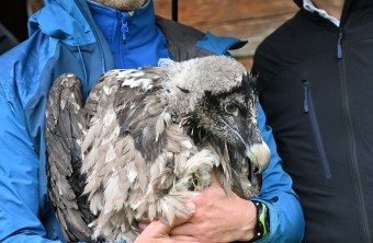 Bartgeierdame Dagmar | © Hansruedi Weyrich