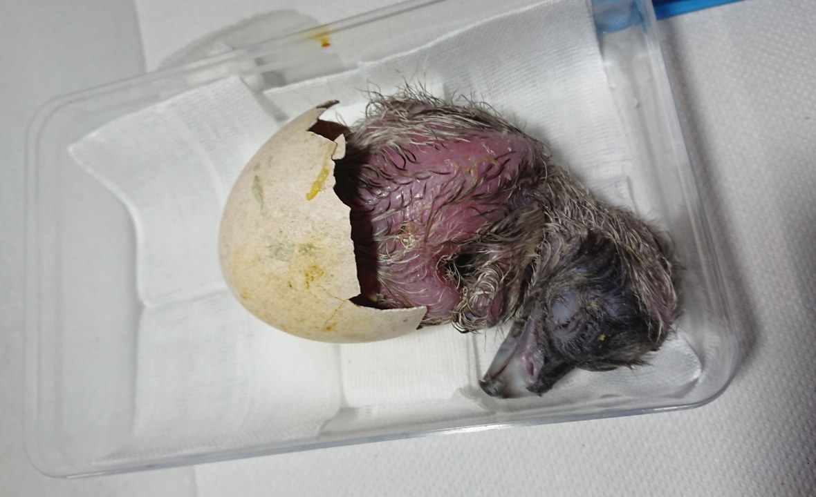 Frisch geschlüpfter Bartgeier liegt noch halb in der Schale | © Toni Wegscheider
