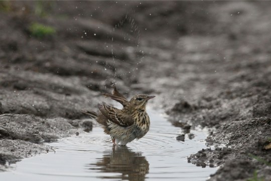 Baumpieper badet in einer Wasserpfütze | © Zdenek Tunka