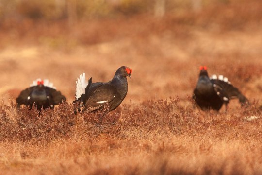 Drei Birkhähne stehen auf einem ausgedörrtem Feld und balzen | © Andreas Hartl