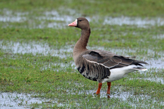 Blässgans im feuchten Gras | © Frank Derer