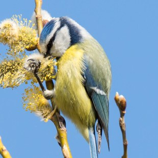 Blaumeise an Blumen | © Christiane Köllner-Krüger