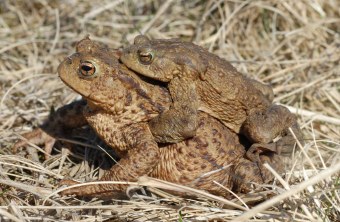 Ein Erdkrötenpärchen mit Männchen auf dem Rücken | © Eberhard Pfeuffer