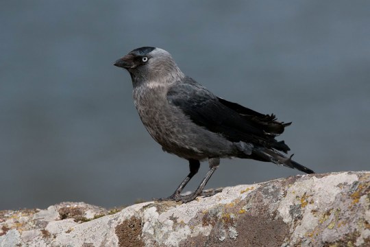 Portrait einer Dohle, die auf einem Felsen sitzt | © Wolfgang Lorenz
