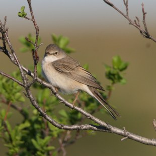 Dorngrasmücke-Weibchen auf Ast | © Hans-Joachim Fünfstück